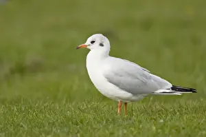 Black Headed Prints: Black-headed Gull - in winter plumage standing in grass field - Yorkshire - UK