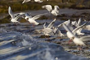 Headed Gallery: Black Headed Gulls in flight feeding