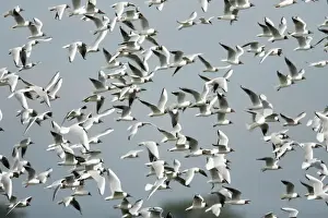 Black Headed Prints: Black- headed Gulls - flock flying over nesting colony, Island of Texel, Holland