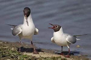 Black-Headed Gulls male with food for female April