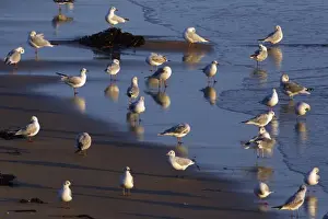 Black Headed Prints: Black-headed Gulls - resting on seashore, in autumn, Northumberland National Park, England