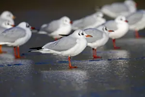 Black Headed Gulls - in winter plumage - on ice - UK