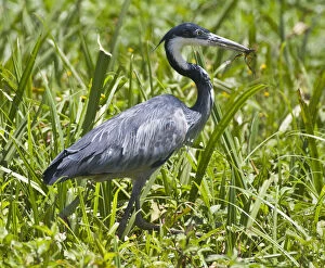 Ardea Gallery: Black-headed Heron with frog at Amboseli