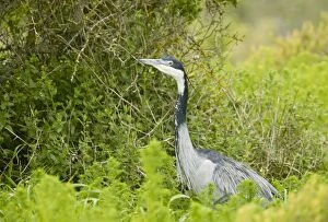 Images Dated 14th August 2012: Black-headed Heron. hunting - South Africa
