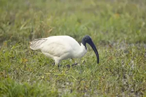 Black-Headed Ibis - Keoladeo Ghana National Park - Bharatpur - Rajasthan - India BI018072