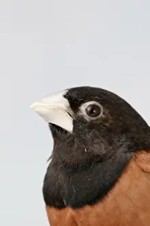 Aviary Prints: Black Headed Nun - Close up of head side view, captive cage bird Bedfordshire, UK
