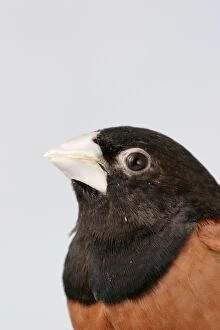 Black-headed NUN - Close-up of head side view