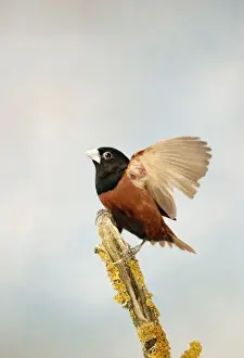 Black Headed Nun - Wings open side view captive cage bird Bedfordshire, UK