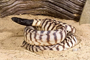 Headed Gallery: Black-headed Python, Aspidites melanocephalus