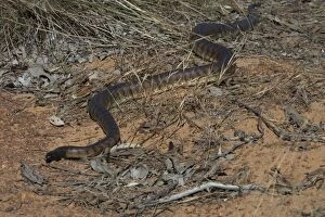 Images Dated 18th June 2004: Black-headed Python. Photographed near the Kalumburu Rd, Kimberleys, Western Australia