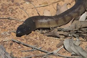 Images Dated 18th June 2004: Black-headed Python Photographed near the Kalumburu Rd, Kimberleys, Western Australia
