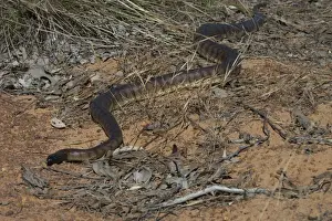 Black-headed Python. Photographed near the Kalumburu Rd, Kimberleys, Western Australia. An inhabitant of drier regions of northern Australia, in seasonally arid selerophyll forests and rocky hills