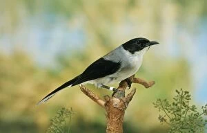 Black - Headed SIBIA - side view, perched on branch