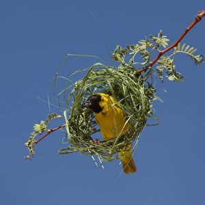 Black-headed / Spotted-backed / Village Weaver - at nest Black-headed / Spotted-backed / Village Weaver - at nest