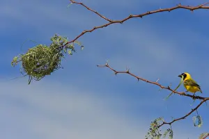Black-headed / Spotted-backed / Village Weaver - building nest