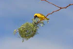 Black-headed / Spotted-backed / Village Weaver - building nest