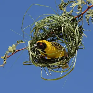 Weavers Prints: Black-headed / Spotted-backed / Village Weaver - at nest