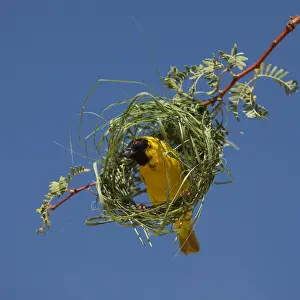 Black-headed / Spotted-backed / Village Weaver - at nest