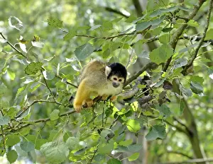 Balance Prints: Black-headed Squirrel Monkey - forests of northern South America