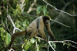 Black-headed Woolly Monkey - female displaying about to shake branches