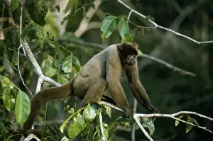 Black Headed Prints: Black-headed Woolly Monkey - female displaying about to shake branches Amazonia, Brazil