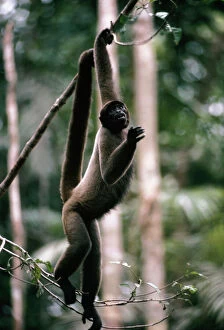 Tail Collection: Black Headed Wooly Monkey In rainforest canopy, Amazonia, Brazil, South America