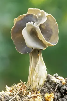 Black Helvella Fungi ME 45 Edible, but not good eating Helvella lacunosa © Johan De Meester / ardea. com
