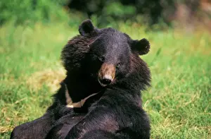 Captivity Prints: Black Himalayan Bear