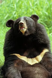 Bears Prints: Black Himalayan Bear Close-up sitting, India