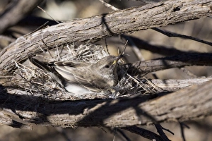 Images Dated 27th June 2008: Black Honeyeater - Female on nest - Well 46, Canning Stock Route, Western Australia