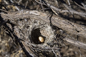 Images Dated 27th June 2008: Black Honeyeater Nest - With one egg - Well 46 Canning Stock Route - Western Australia