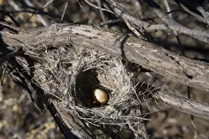 Honeyeater Prints: Black Honeyeater Nest - With one egg - Well 46 Canning Stock Route - Western Australia