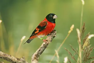 Finch Prints: Black-hooded Red Siskin - male