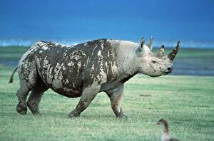 Images Dated 14th February 2008: Black (hook-lipped) Rhino Ngorongoro Crater, Tanzania, Africa
