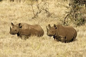 Black / Hook-lipped Rhinoceros