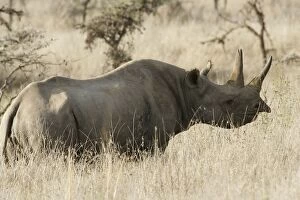 Images Dated 10th August 2004: Black / Hook-lipped Rhinoceros. Kenya - Africa
