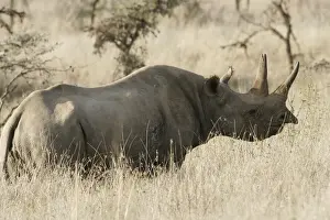 Black / Hook-lipped Rhinoceros. Kenya - Africa
