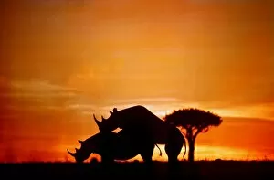 Arty Gallery: BLACK / HOOK-LIPPED RHINOCEROS - mating at sunset