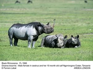 Bicornis Gallery: Black / Hooked-lipped Rhinoceros