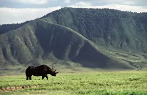 Black / Hooked-lipped Rhinoceros