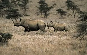 Black / Hooked-lipped Rhinoceros - adult and young Kenya, Africa