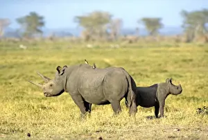 Rhinos Prints: Black / Hooked Lipped Rhinoceros - with her calf - Amboseli - Kenya - Africa