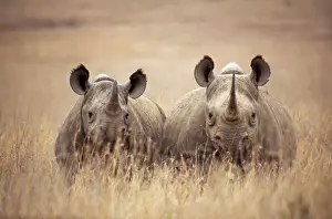 Horns Prints: Black / Hooked-lipped Rhinoceros - two in long grass Kenya, Africa