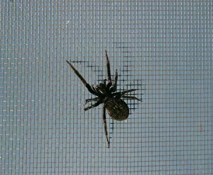 Images Dated 22nd January 2009: Black house / Window Spider - Canberra, Australian Capital Territory, Australia, December JPF03011