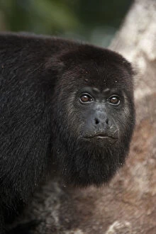 Baboon Gallery: Black Howler Monkey (Alouatta pigra) Community