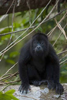 Images Dated 25th July 2011: Black Howler Monkey (Alouatta pigra) Community