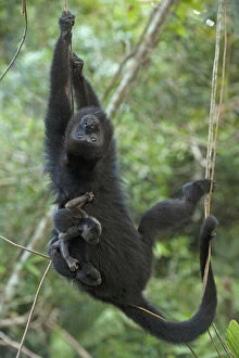 Species Gallery: Black Howler Monkey (Alouatta pigra) Mother