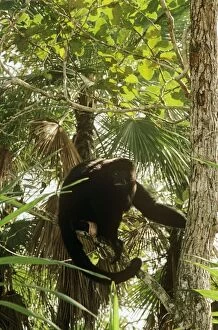 Images Dated 21st June 2007: Black Howler Monkey Central America