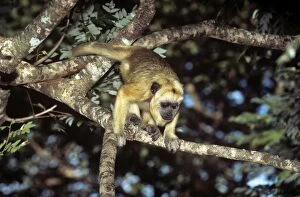 Black Howler Monkey - female (light coloured fur)