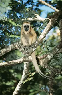 Black Howler Monkey Female. N. Argentina to S. Brazil